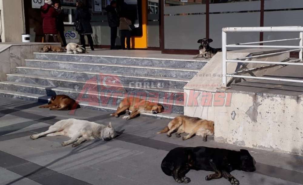 Güneşin Tadını Çıkardılar