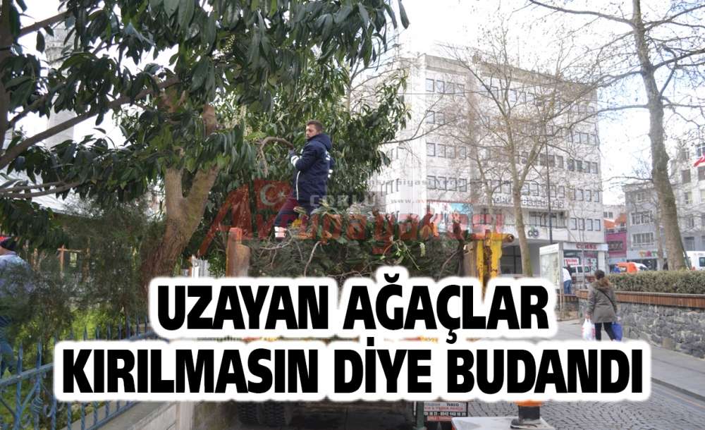Uzayan Ağaçlar Kırılmasın Diye Budandı