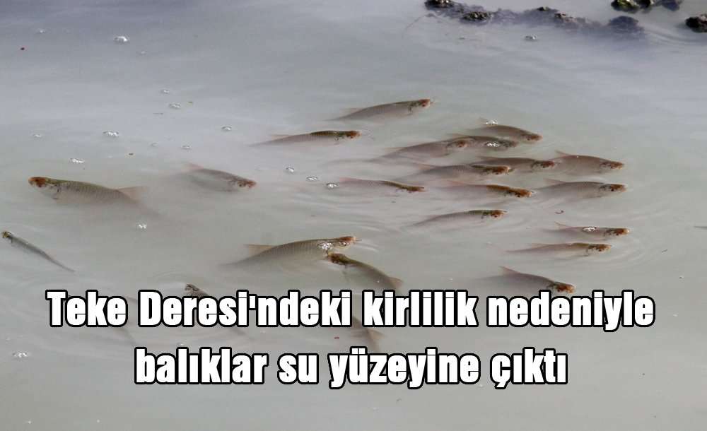Teke Deresi'ndeki Kirlilik Nedeniyle Balıklar Su Yüzeyine Çıktı