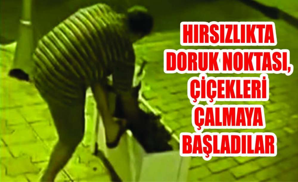 Hırsızlıkta Doruk Noktası, Çiçekleri Çalmaya Başladılar