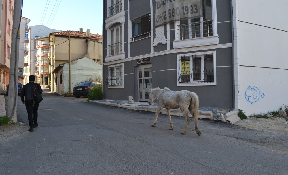 Başıboş At Gönlünce Gezindi! - 1