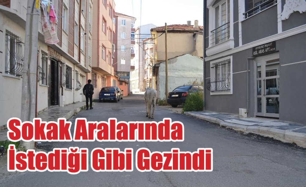 Başıboş At Gönlünce Gezindi!