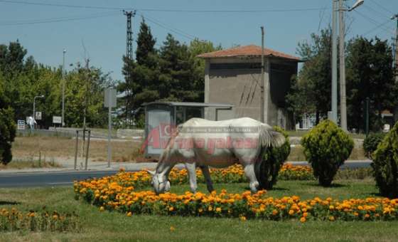 Başı Boş Atlar Sürücüler İçin Tehlike Yaratıyor