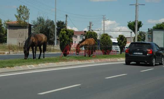 Başı Boş Atlar Sürücüler İçin Tehlike Yaratıyor - 1