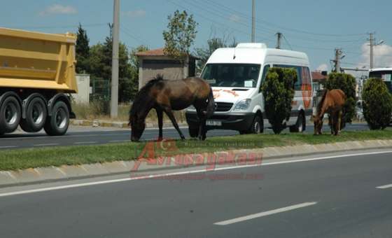 Başı Boş Atlar Sürücüler İçin Tehlike Yaratıyor - 2