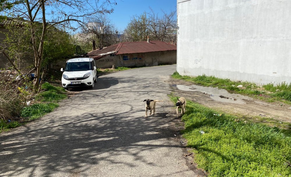 Başıboş Köpekler Hem Korkutuyor, Hem De Kazalara Sebebiyet Veriyor! - 1