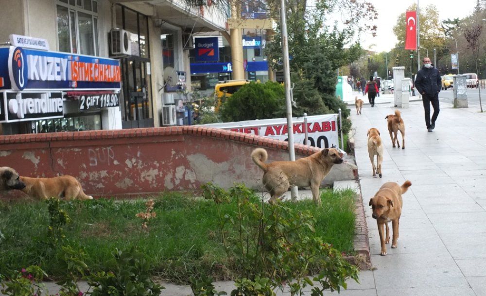 Başıboş Köpekler Hem Korkutuyor, Hem De Kazalara Sebebiyet Veriyor! - 5