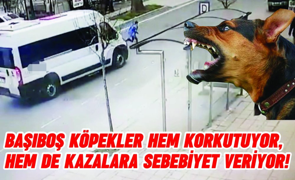 Başıboş Köpekler Hem Korkutuyor, Hem De Kazalara Sebebiyet Veriyor!