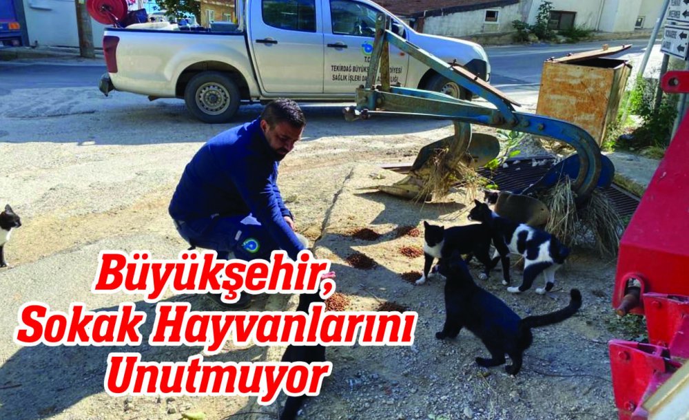 Büyükşehir, Sokak Hayvanlarını Unutmuyor