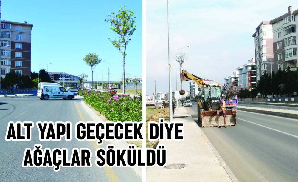 Alt Yapı Geçecek Diye Ağaçlar Söküldü
