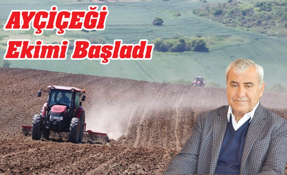 Ayçiçeği Ekimi Başladi