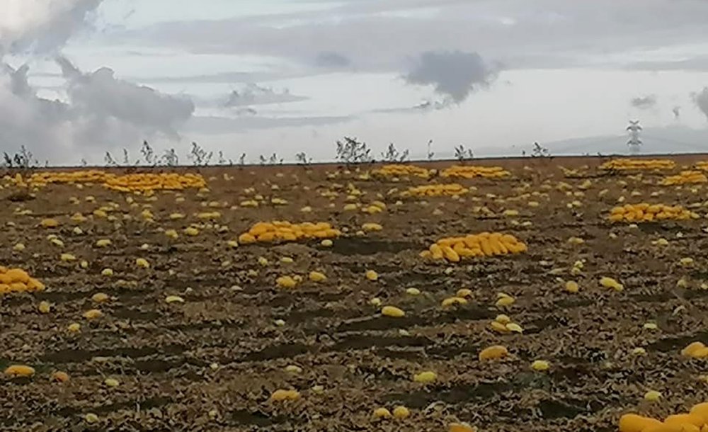 Tarımda Yeni Dönem Tekirdağ'dan Başlıyor - 1