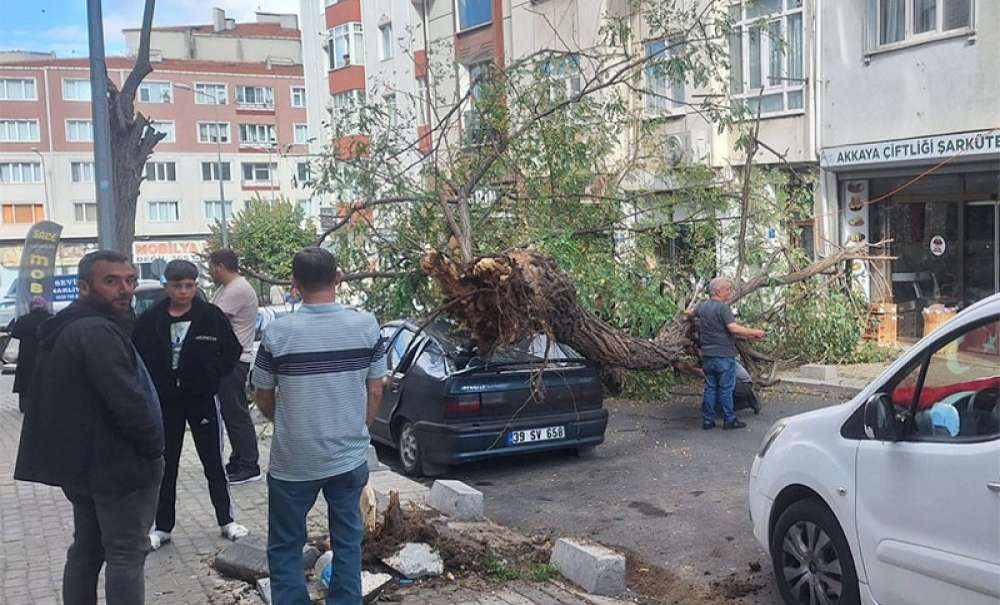 Devrilen Ağaç Maddi Hasara Neden Oldu