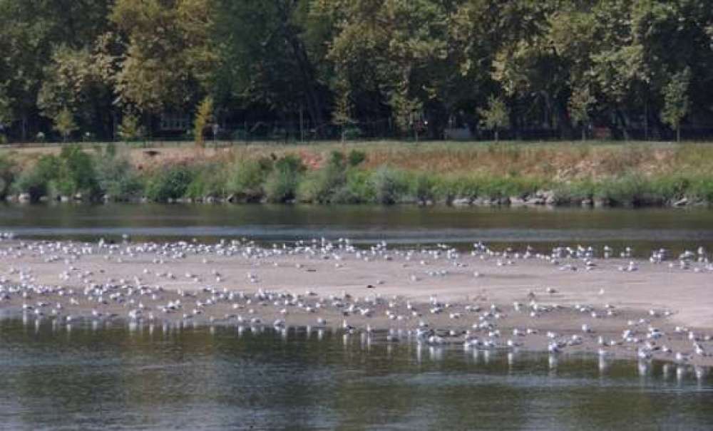 Meriç Ve Tunca Nehri'nde Temizlik Çalışması