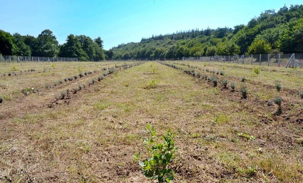 Trüf Mantarı Ve Lavanta Fidelerine Bakım Çalışmaları