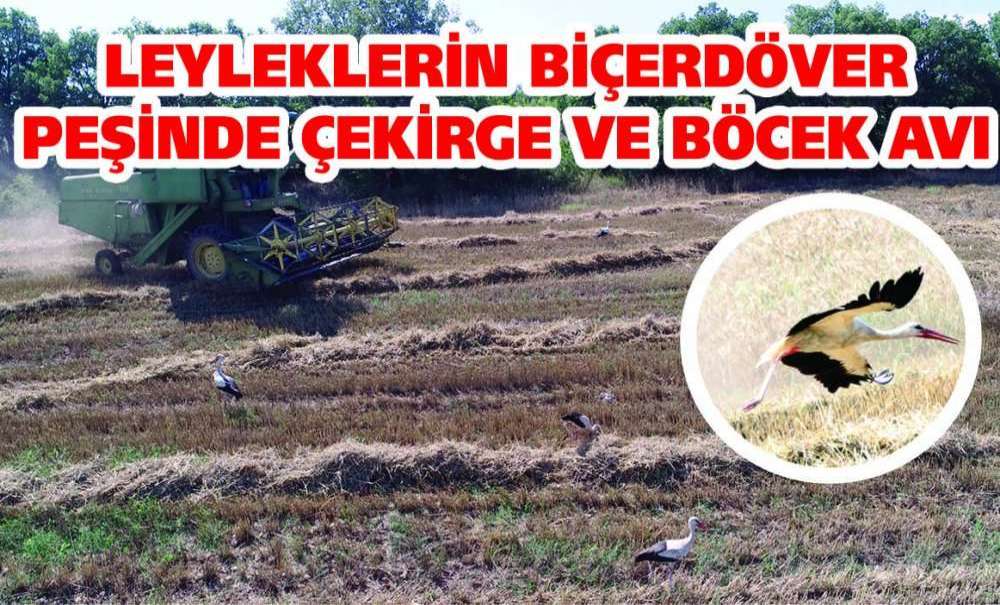 Leyleklerin Biçerdöver Peşinde Çekirge Ve Böcek Avı