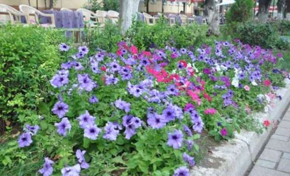 Kırklareli Çiçeklerle Rengerank