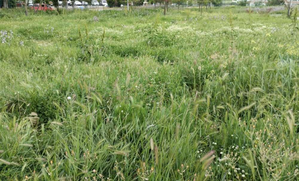 Uzayan Otlar Biran Önce Biçilsin