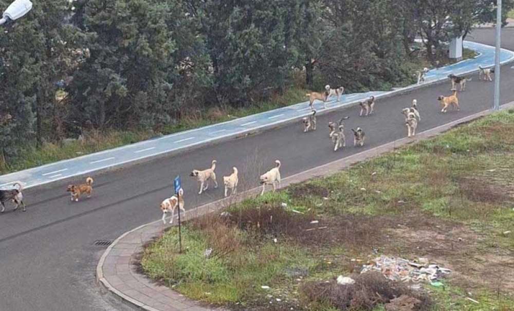 Toki̇ Konutlarındaki Sokak Köpekleri Korkutuyor!